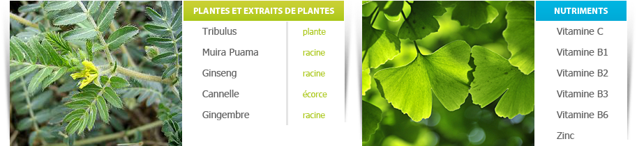Formule composant male perf